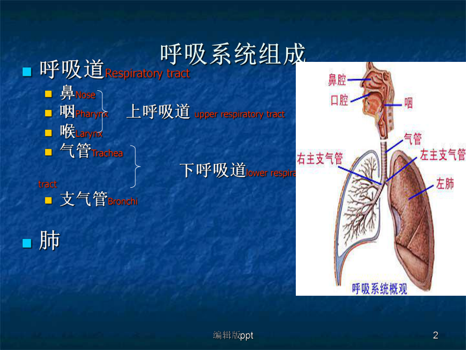 呼吸系统解剖常见疾病及护理技术课件.ppt_第2页