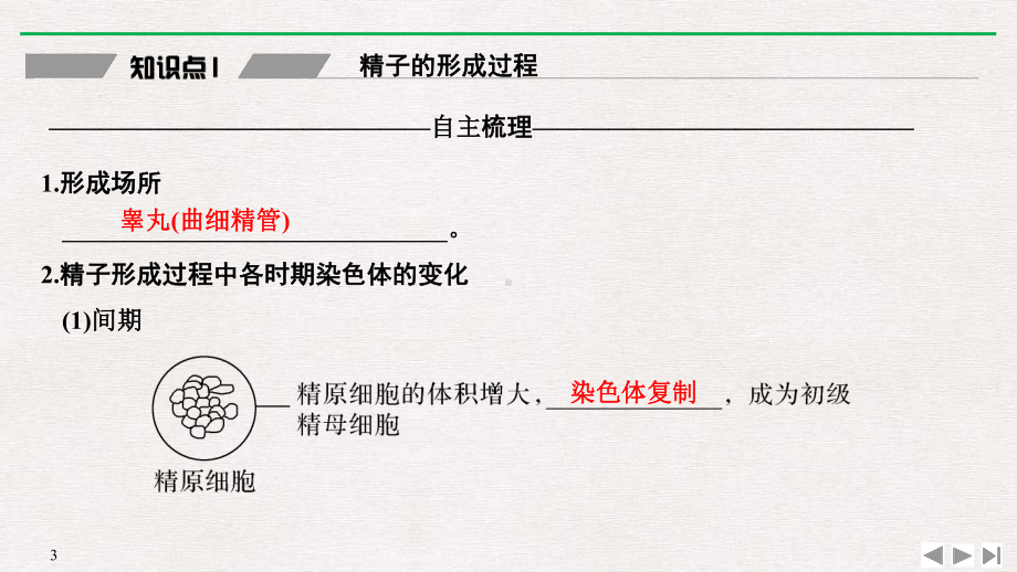 《减数分裂和受精作用》基因和染色体的关系课件(第1课时减数分裂).pptx_第3页