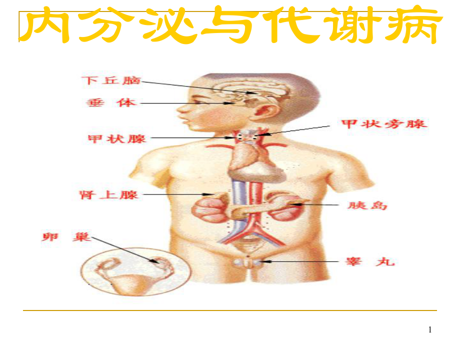 内分泌与代谢总论课件.ppt_第1页