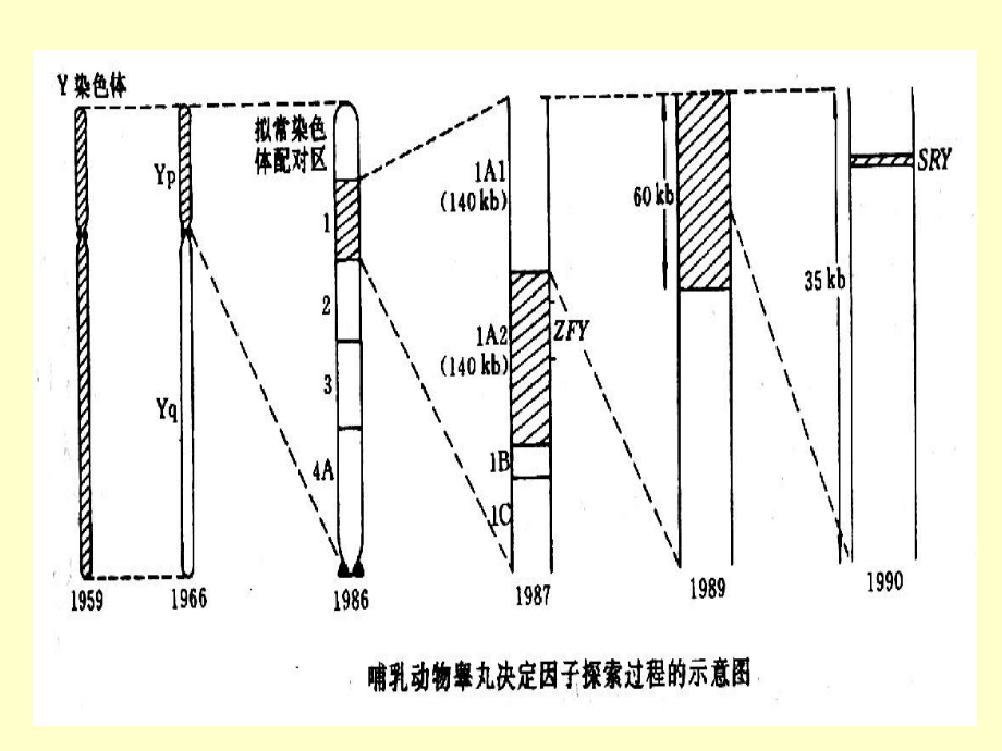 《常染色体上的基因》课件.ppt_第3页