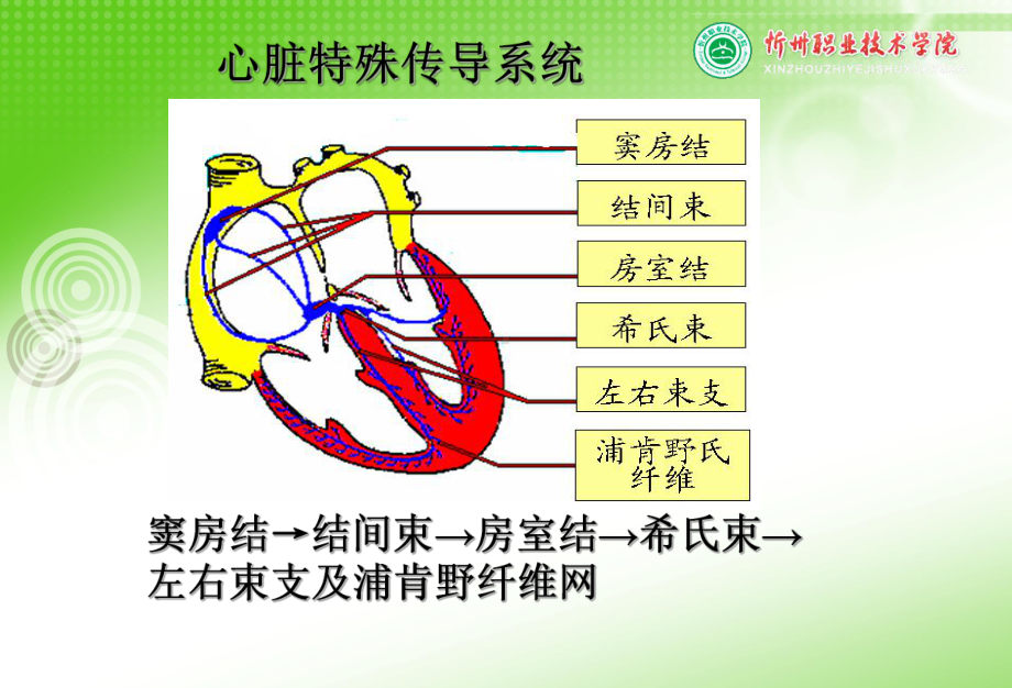 任务五-心律失常病人的护理课件.ppt_第3页