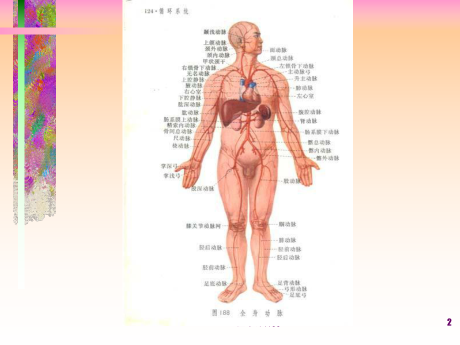 《周围血管外科疾病》课件.ppt_第2页