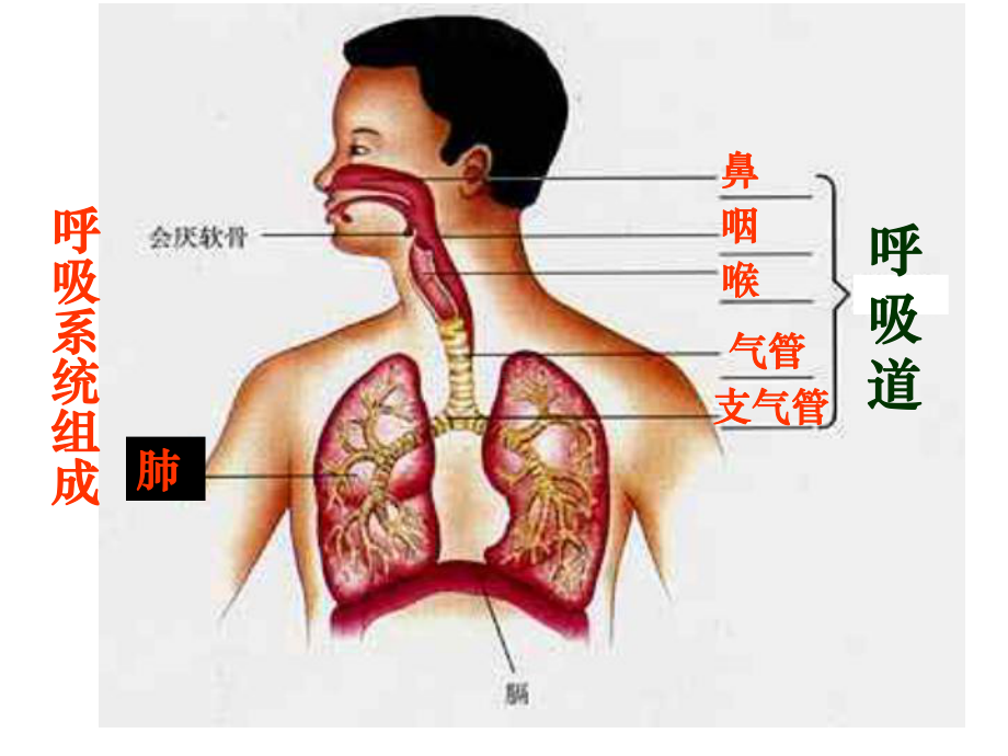 呼吸道对空气的处理(讲课专用)课件整理.ppt_第2页