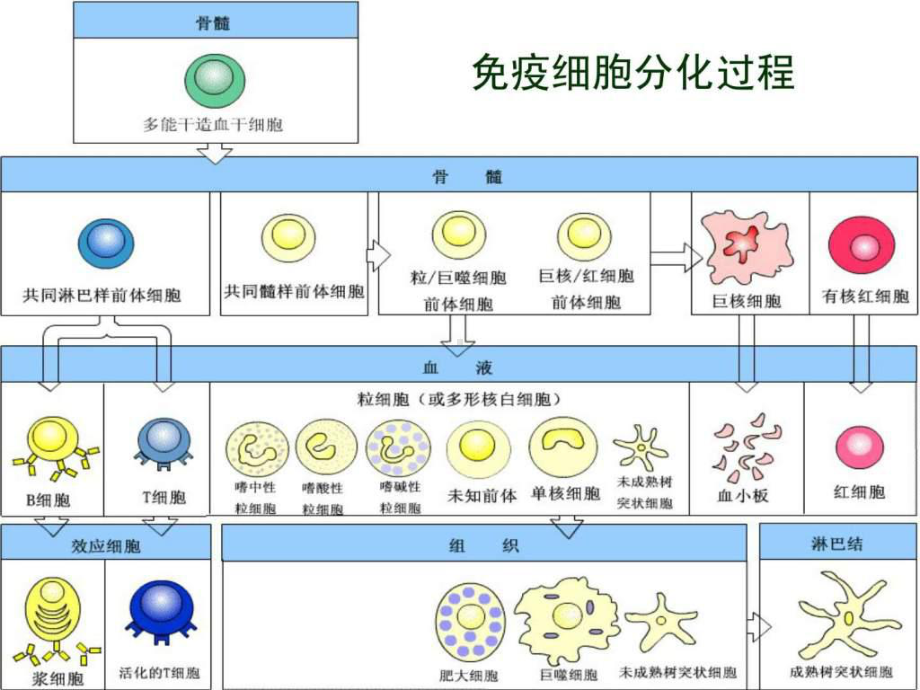 T细胞及其介导的细胞免疫应答课件.ppt_第3页