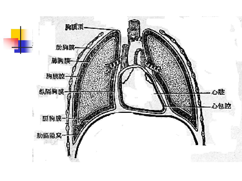 反常呼吸运动示意图连枷胸课件整理.ppt_第3页