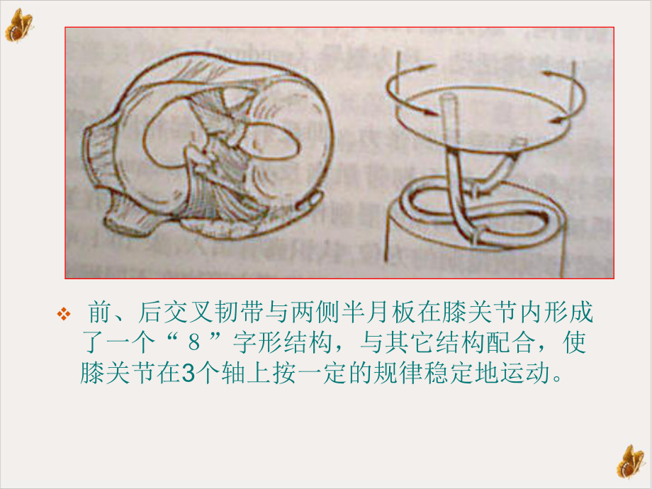 交叉韧带实用课件.ppt_第3页