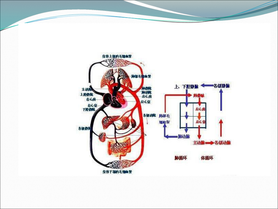 休克体位吸氧课件.ppt_第3页