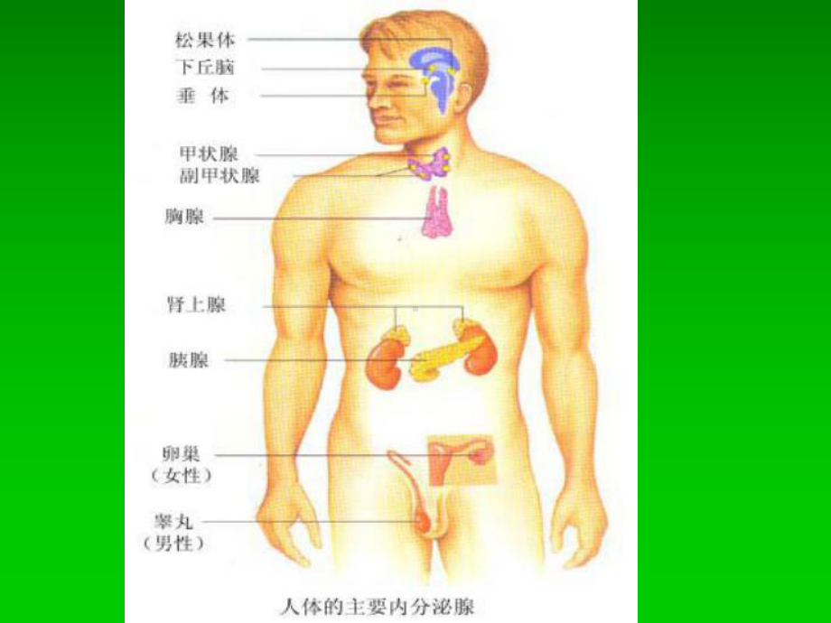 内分泌及代谢疾病常见症状与体征课件.ppt_第3页