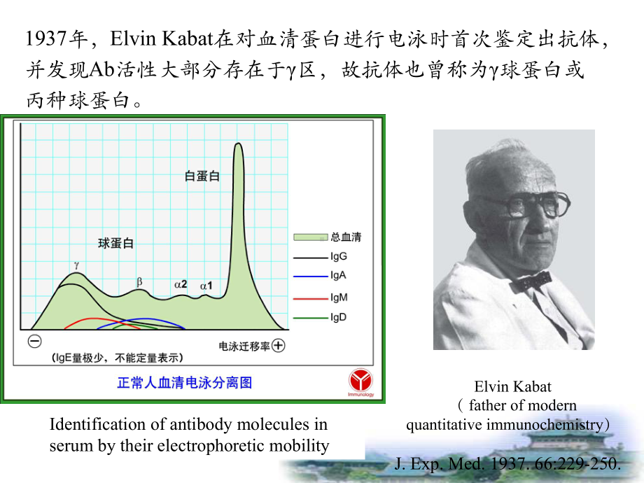 免疫球蛋白的功能区课件.ppt_第3页