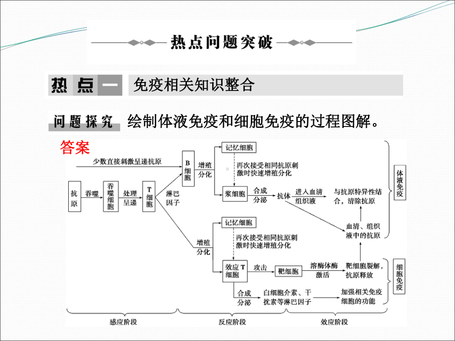 免疫调节40-人教课标版课件.ppt_第2页