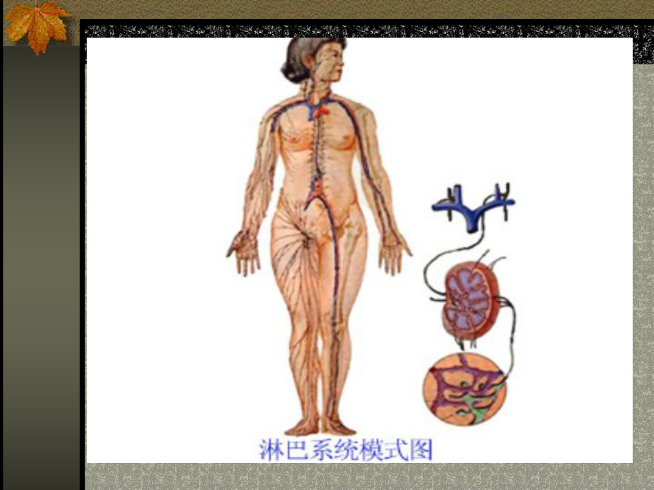 之第十二章淋巴免疫系统演示文稿课件.ppt_第2页