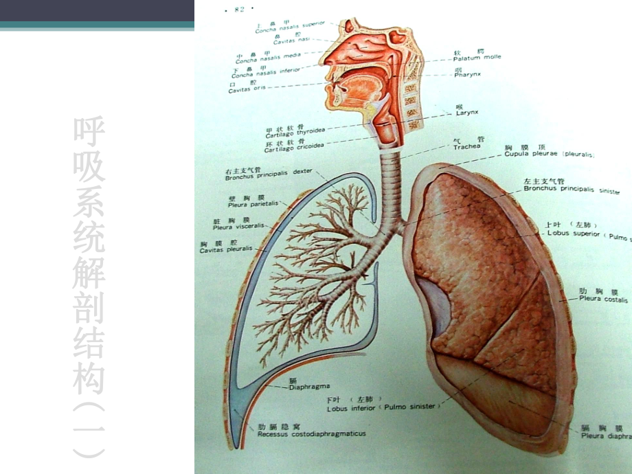 呼吸系统急症与窒息急救课件.ppt_第2页