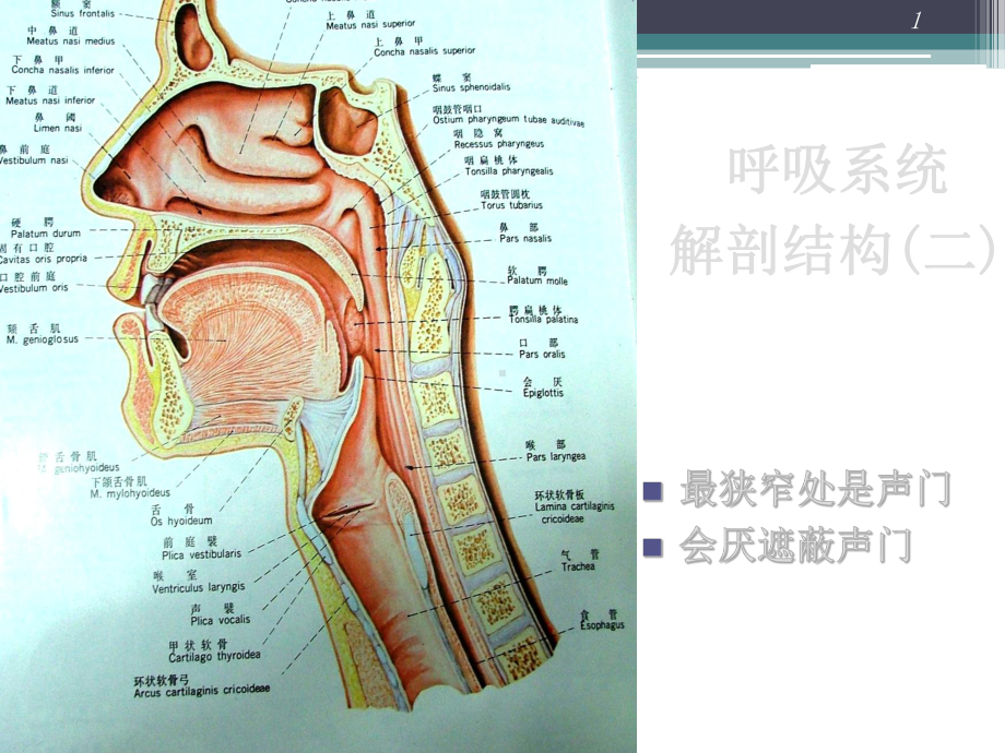 呼吸系统急症与窒息急救课件.ppt_第3页