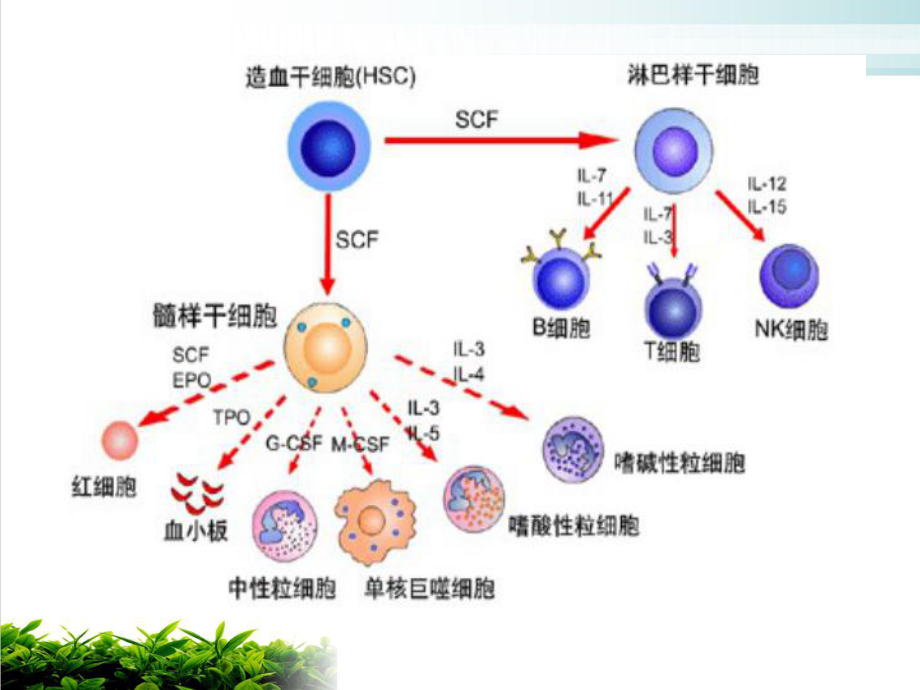 内科学贫血概述观摩课件.ppt_第3页