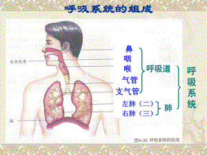 人体的呼吸人体内物质的运输复习课件.pptx