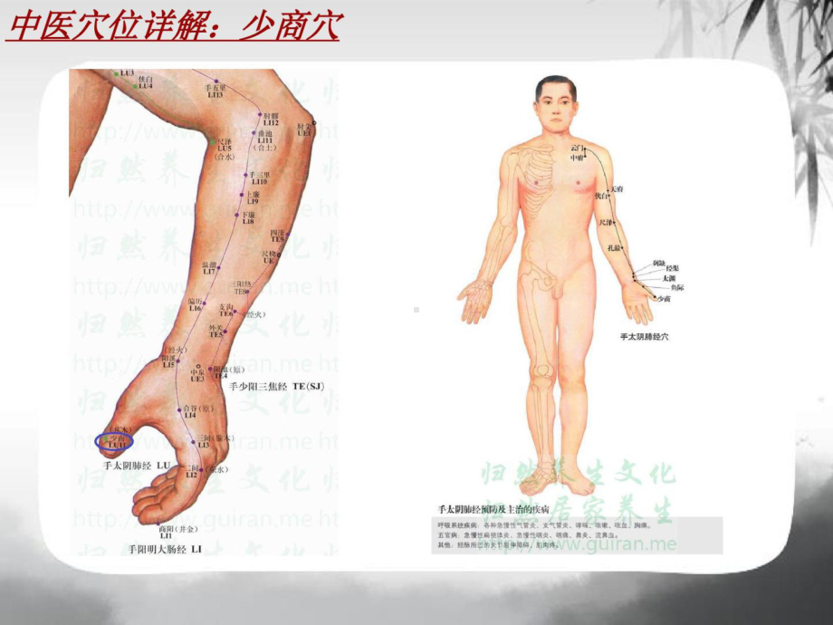 中医穴位详解：少商穴课件.ppt_第3页