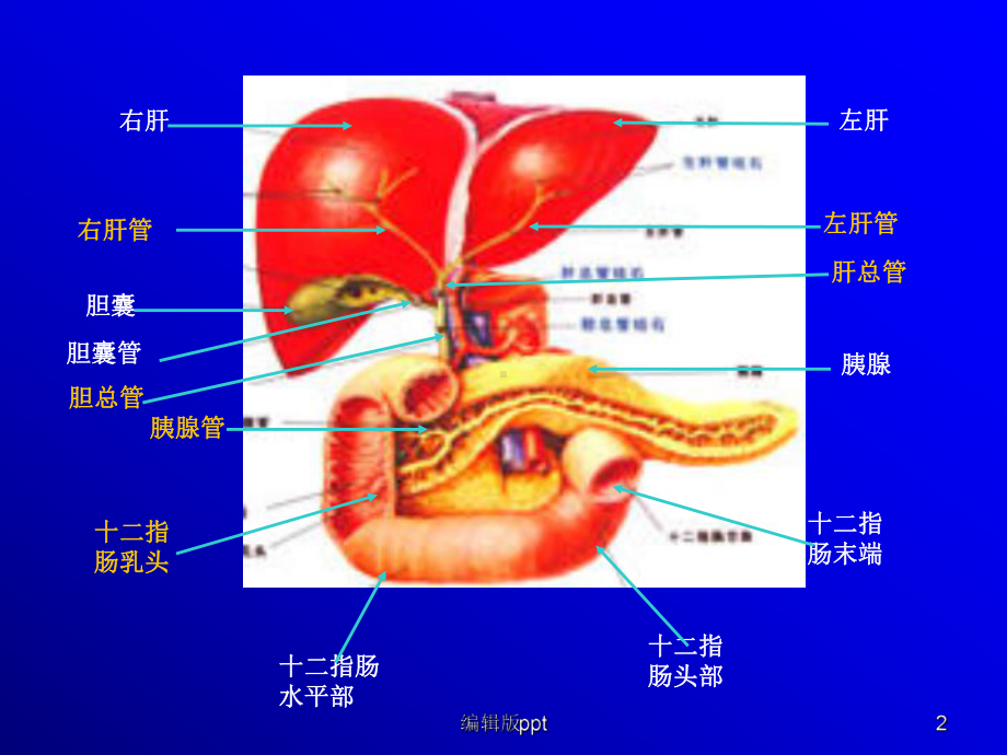 基础医学肝脏物质代谢医学课件.ppt_第2页