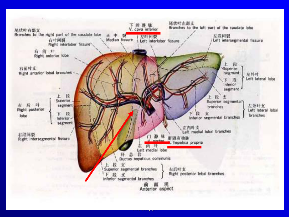 基础医学肝脏物质代谢医学课件.ppt_第3页