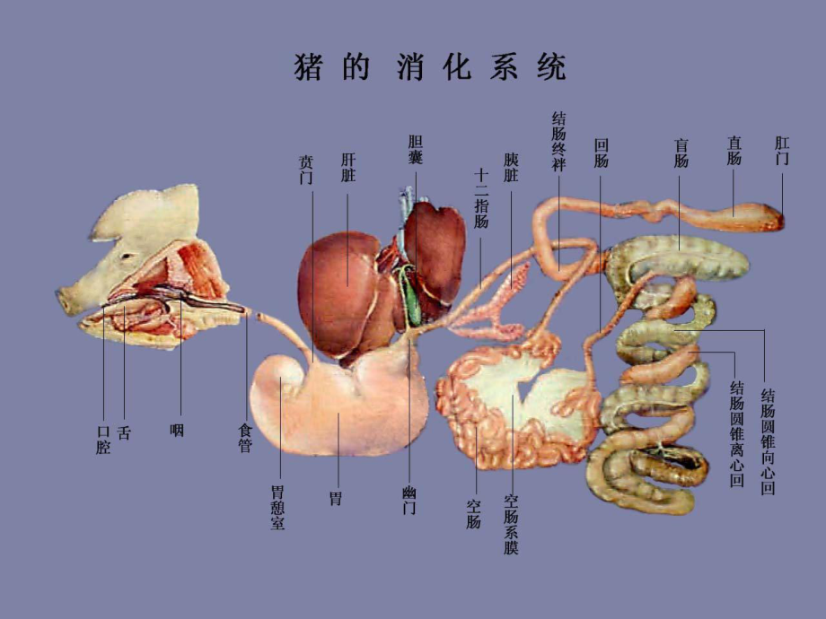 动物解剖消化系统课件.pptx_第3页