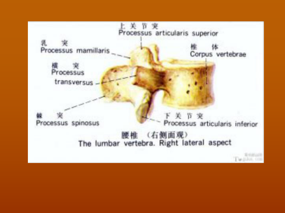 （管理资料）脊柱的解剖汇编课件.ppt_第3页