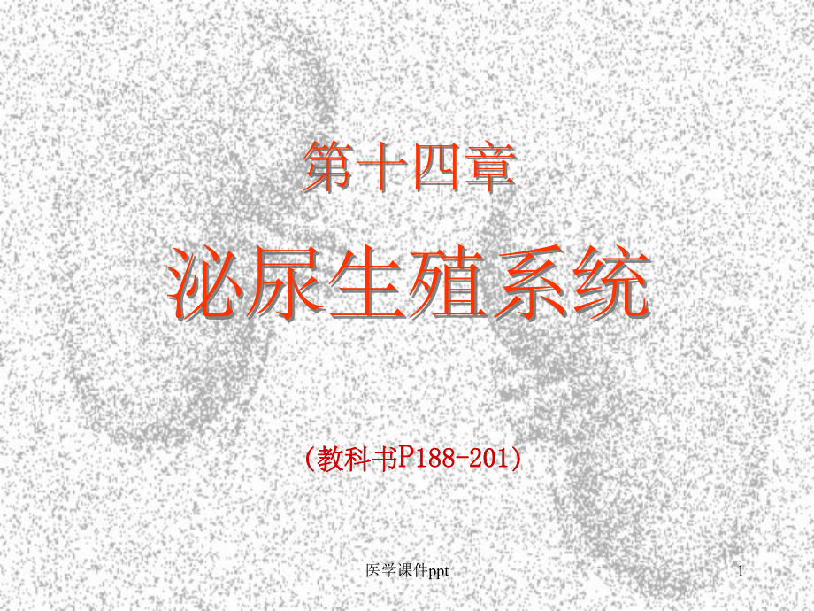 《影象系泌尿系统》课件.ppt_第1页