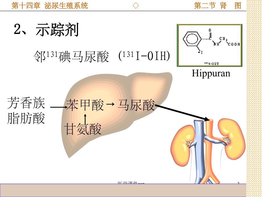 《影象系泌尿系统》课件.ppt_第3页