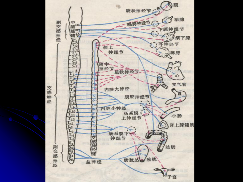 交感N副交感N主要支配心脏平滑肌腺体等效应器官2运动课件.ppt_第3页