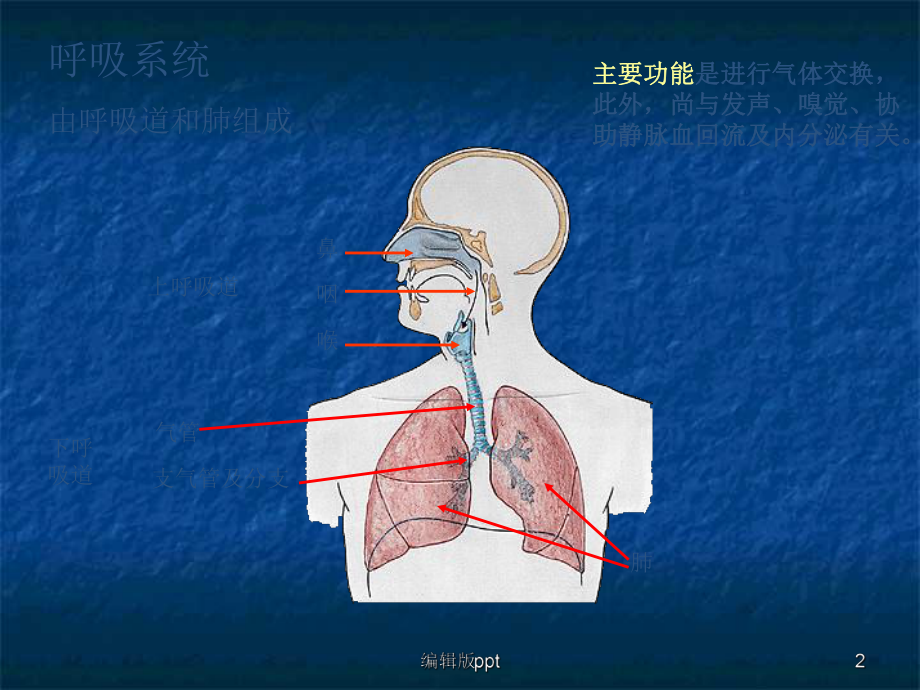 呼吸系统改课件.ppt_第2页