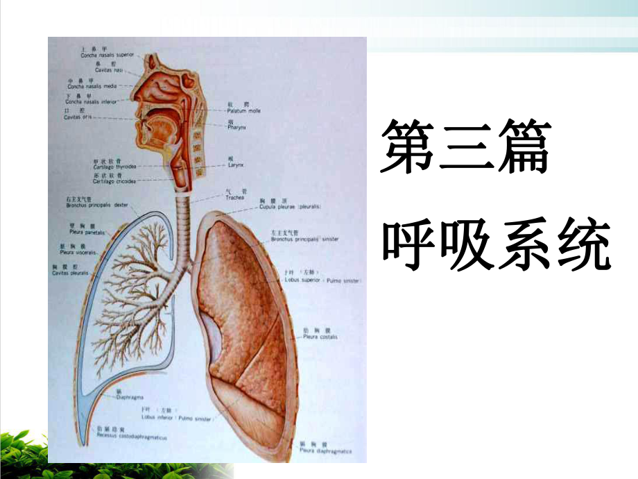 呼吸系统1X线检查方法分析模版整理课件.ppt_第2页