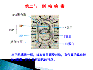 其他呼吸道病毒课件.ppt