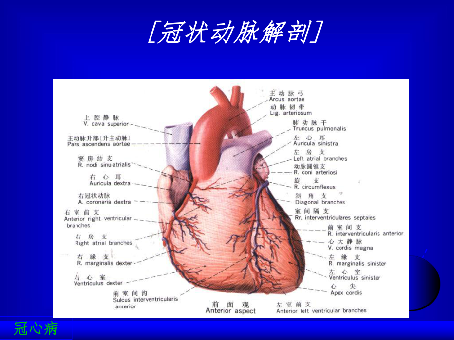 冠心病规范化诊断和治疗参考教学课件.ppt_第2页