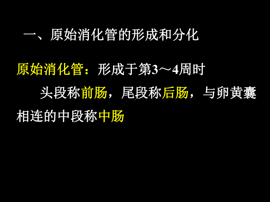 医学消化系统呼吸系统发生课件.ppt_第3页