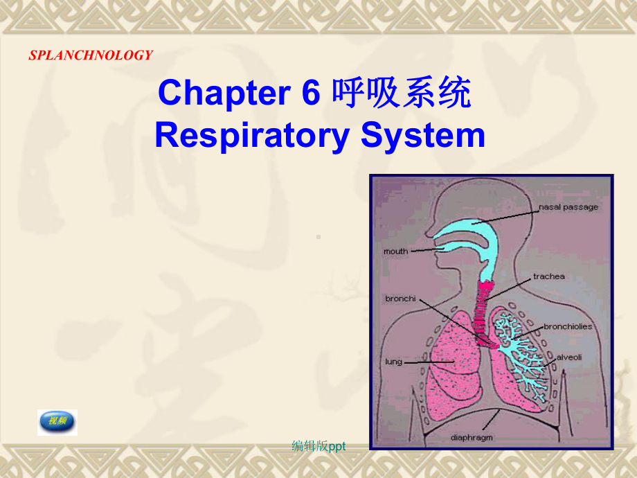 呼吸系统最新课件.ppt_第1页