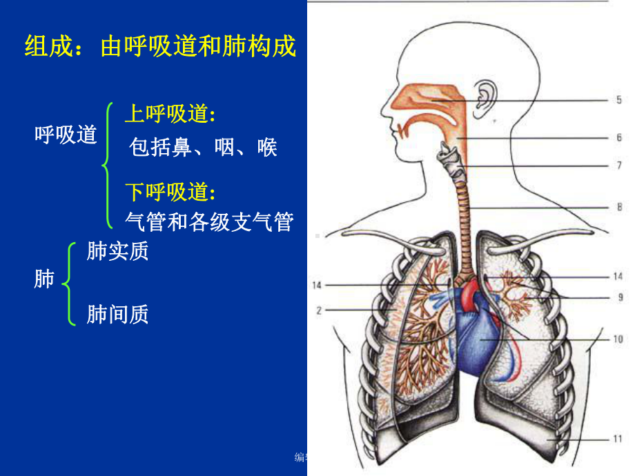 呼吸系统最新课件.ppt_第3页