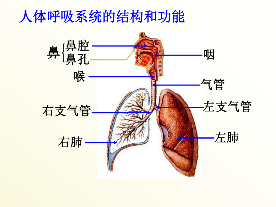 《生物的呼吸和呼吸作用》精美版课件.pptx_第3页