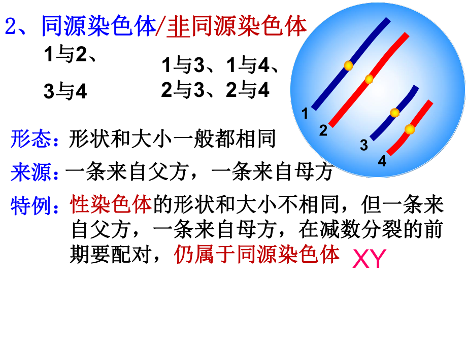 人教版必修二减数分裂染色体行为及数量变化课件.pptx_第3页