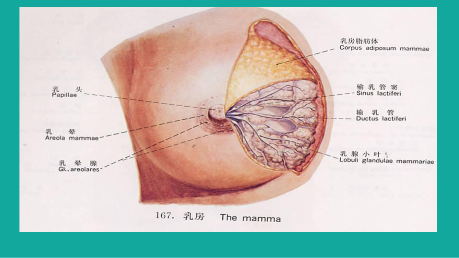 乳腺疾病病人的护理(课件).pptx_第2页