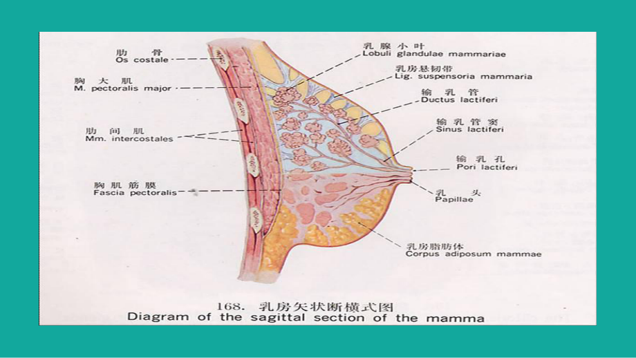 乳腺疾病病人的护理(课件).pptx_第3页