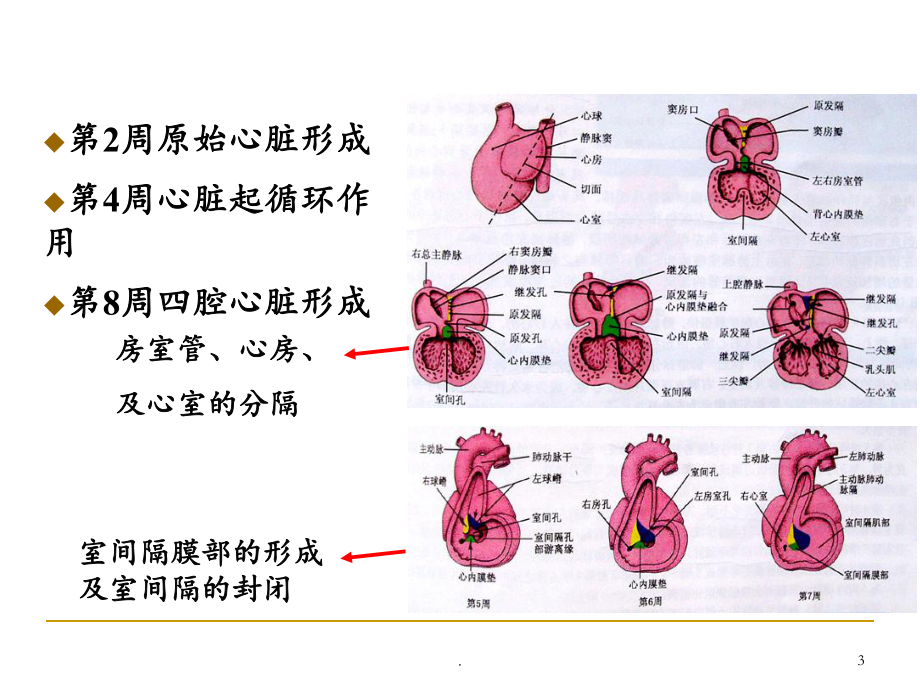 先天性心脏病课件(同名523).ppt_第3页