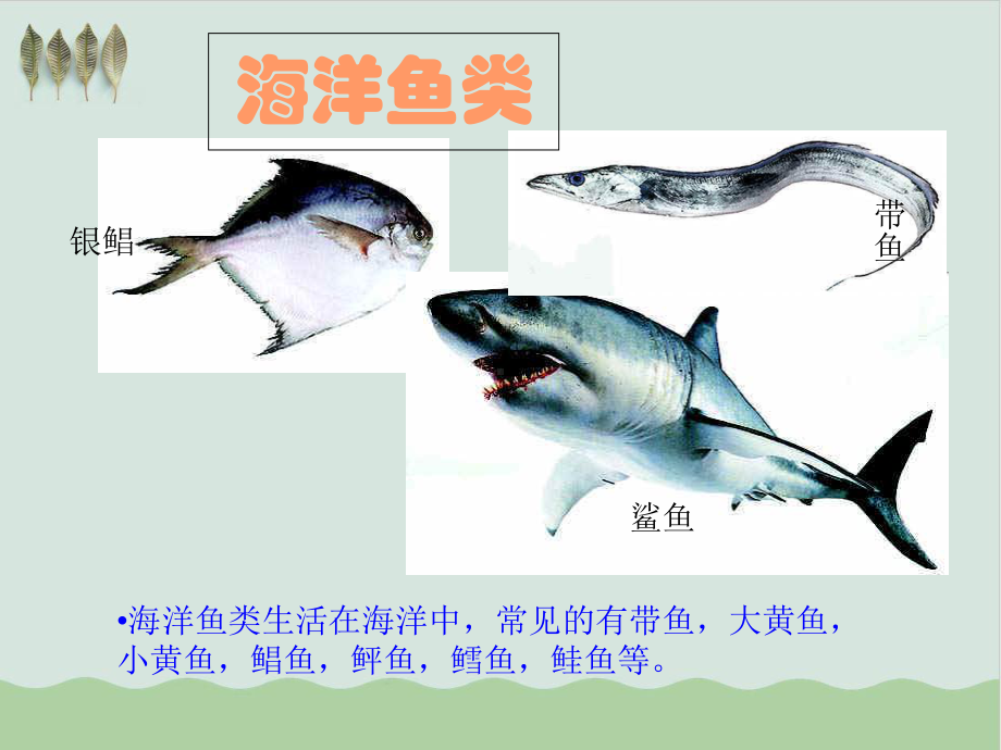 初中生物《鱼》教学课件.ppt_第3页