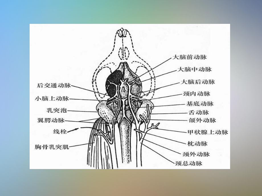 大鼠MCAO模型的制作课件.pptx_第3页