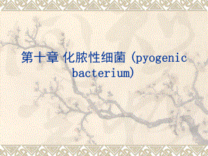 医学微生物学之化脓性细菌课件.ppt