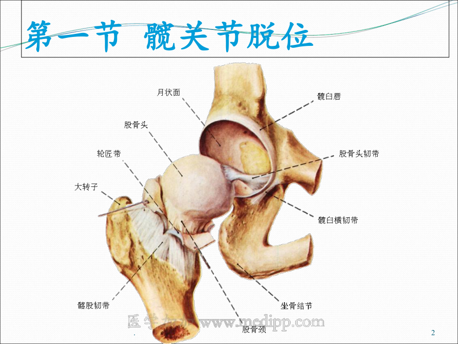 下肢骨与关节损伤第八版课件.ppt_第2页