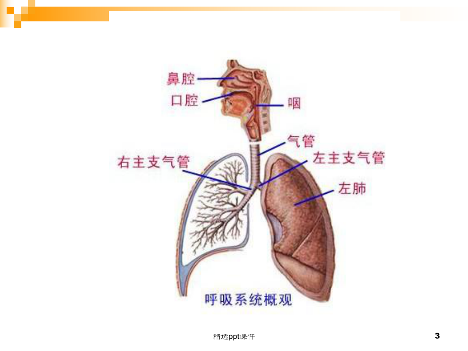 《呼吸一科疾病观察》课件.ppt_第3页