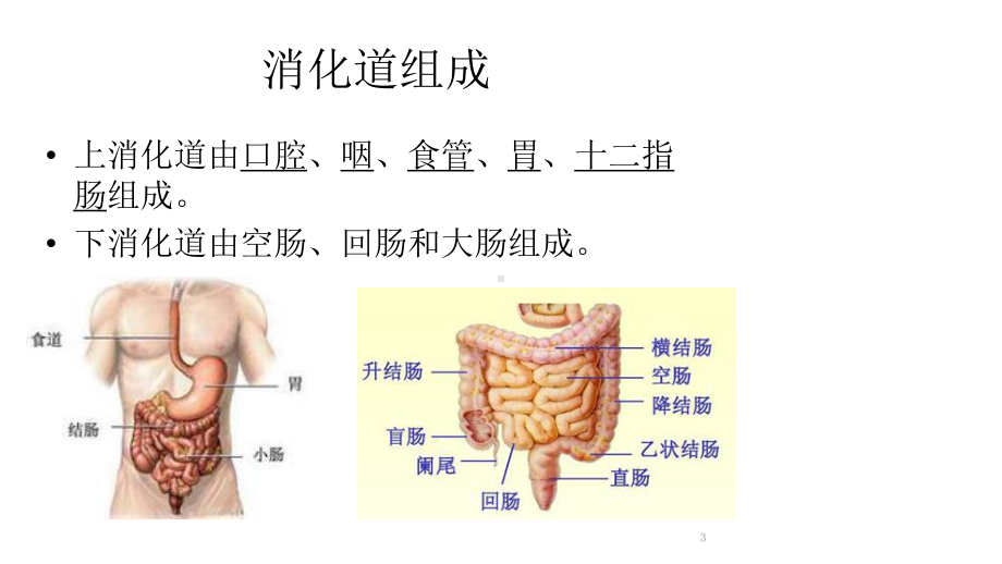 奥赛经典辅导课件消化呼吸内分泌(同名595).ppt_第3页