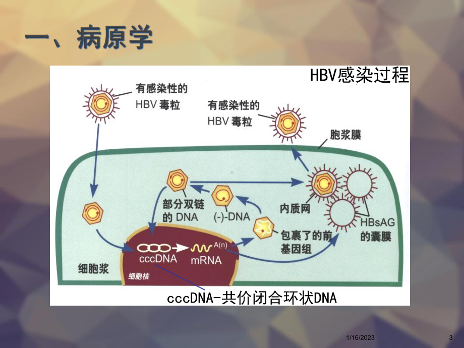 乙肝防治指南经典版课件.ppt_第3页