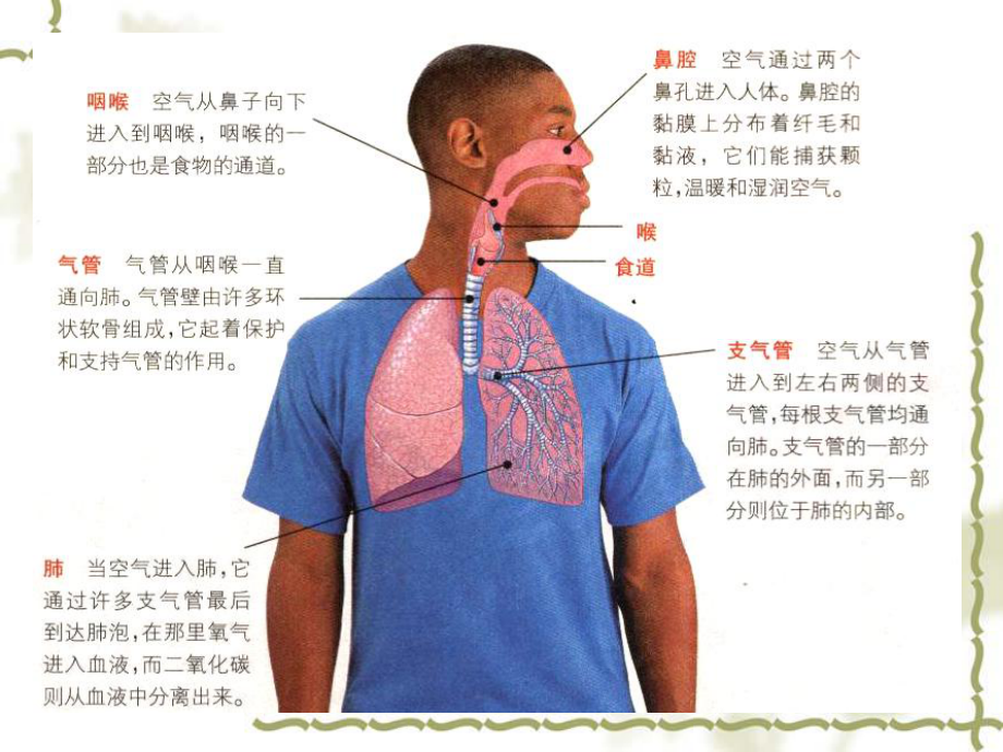 人体的呼吸公开课课件.pptx_第3页