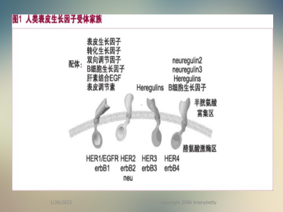 以EGFR为靶点的抗肿瘤药物(同名1091)课件.ppt_第2页