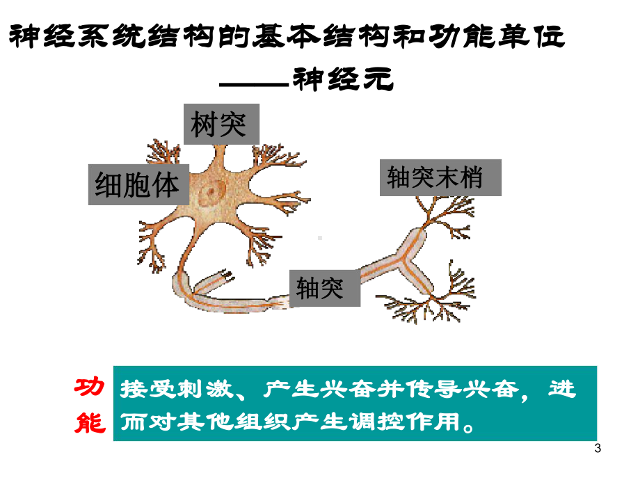 元神经系统的构造生理基础教学课件.ppt_第3页