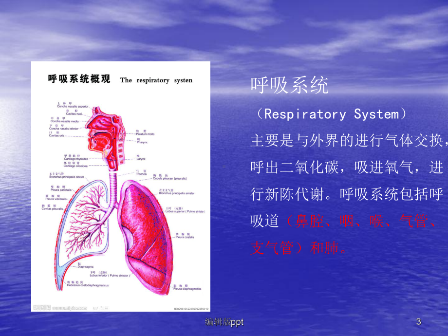 呼吸系统培训课件.pptx_第3页